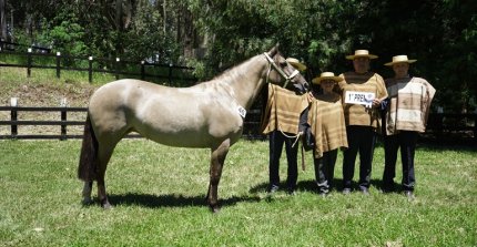 Los premiados por categoría de la Expo Coliipulli 2025