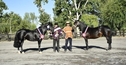 Bío Bío vivirá la Chilenidad con exposición y rodeo para criadores en Los Angeles