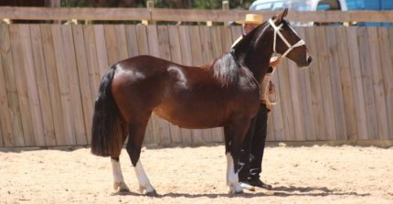 Criadores de Itata animarán el fin de semana con Exposición, Rienda Sin Fronteras y Barrilete