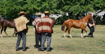 Expo Curicó 2025 recibirá bastante participación este viernes