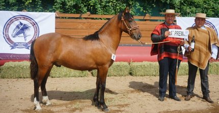 Los premiados por categoría de la Expo Maipo 2025