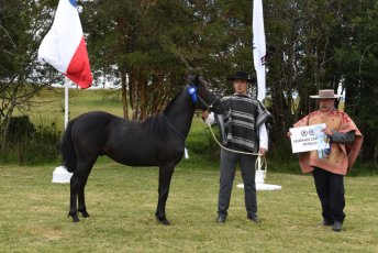 Los Grandes Premios de la Expo Castro Chiloé 2025