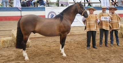 Los premiados por categorías de la Expo Petorca 2025