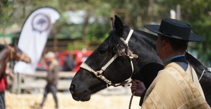 Criadores de Ñuble ya tienen programa para su segunda exposición