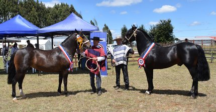 Santa Isabel Babieca y El Molino Mediero ganaron la Expo Los Ríos