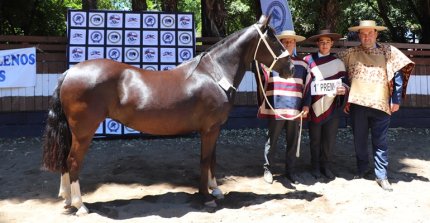 Los premiados por categoría de la Expo Ñuble de diciembre de 2025