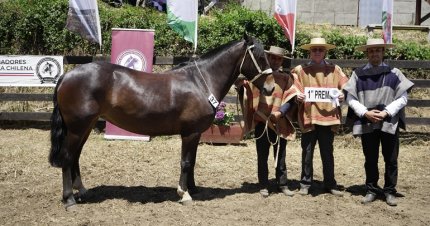 Los premiados por categoría de la Expo Arauco 2025