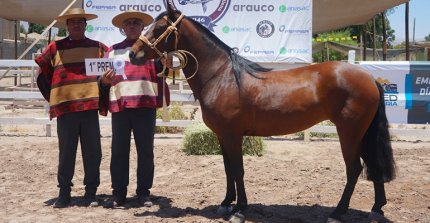 Los premiados por categoría en la Expo Atacama 2025-2026
