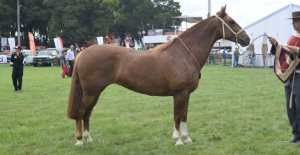 Los premiados por categoría de la Expo SAGO FISUR 2025
