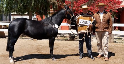 Los premiados por categoría de la Expo Coquimbo 2025