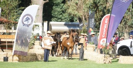 Lado B: Pemuco recibió una impresionante fiesta de los criadores