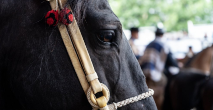 La Asociación Talca anunció el programa del Clasificatorio Zona Centro