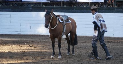 La preselección del Movimiento a la Rienda del Clasificatorio de San Clemente