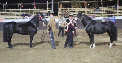 Exposición promocional dio realce al Clasificatorio Regional del Maule Fenaro 2026