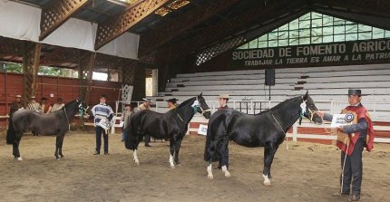 Criadores de Cautín afinan detalles para su Expo de Otoño en Temuco