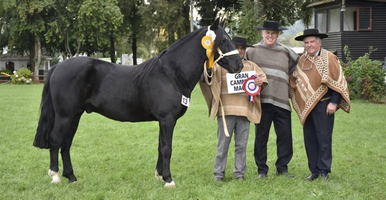 Los Grandes Premios de la Expo Cautín de Otoño 2026