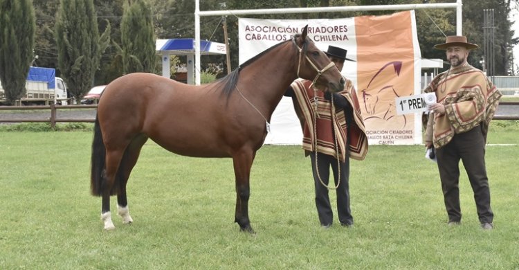 Los premiados por categoría de la Expo Cautín de Otoño 2026