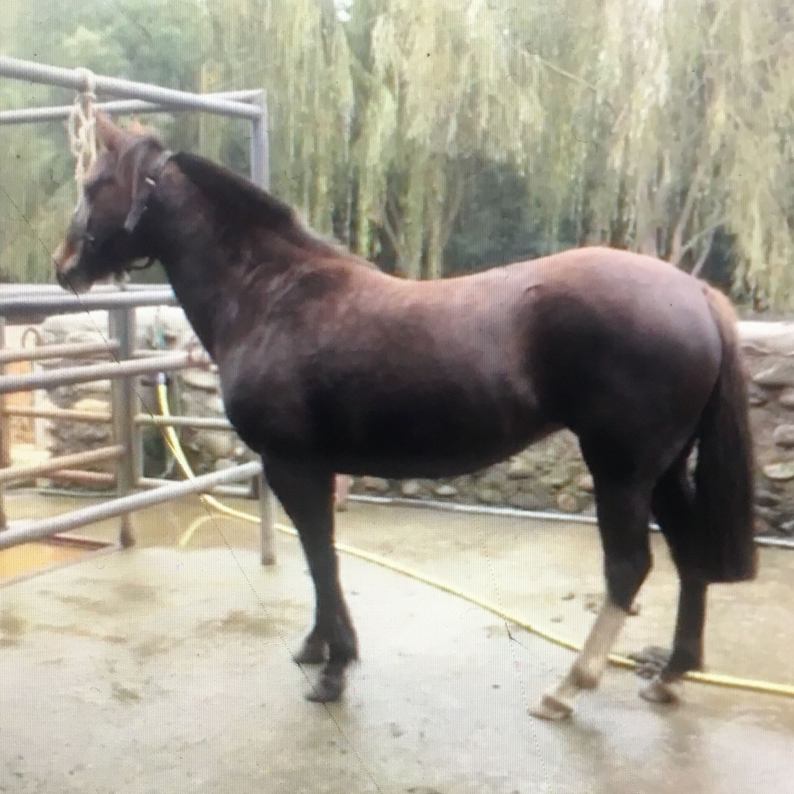 Vendo Yegua] YEGUA DE CRIA PREÑADA DE HIJO DE SATANÁS - Compraventa  CaballoyRodeo.cl